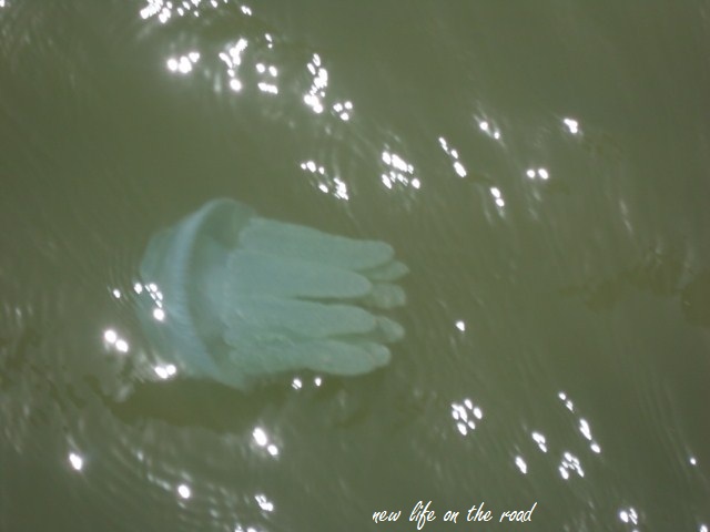 Jellyfish at Boondall Wetlands