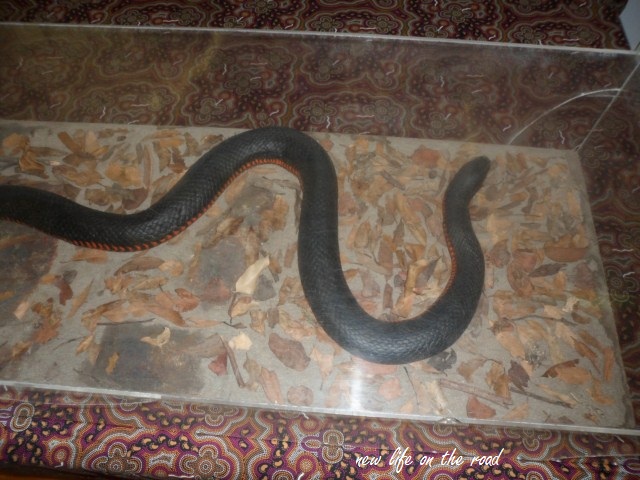 Snake Display