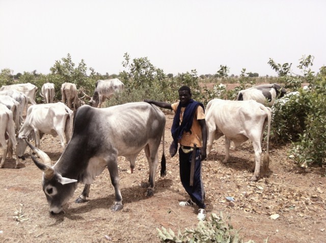 Exhausted Herd in Senegal