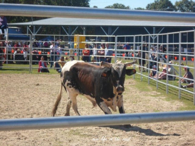 Bull Riding at Sarina Showgrounds