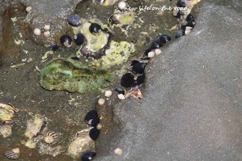 Rock Pools have a worth of knowledge waiting to be discovered.