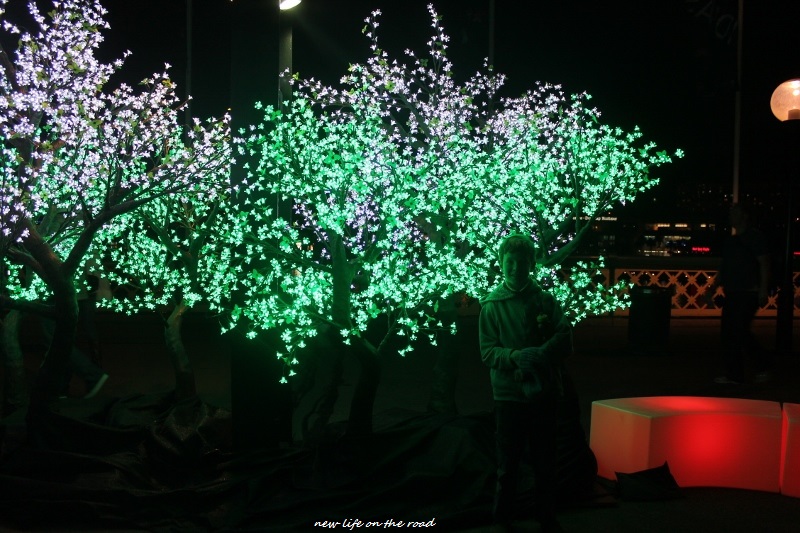 The Trees Lit Up at Darling Harbour