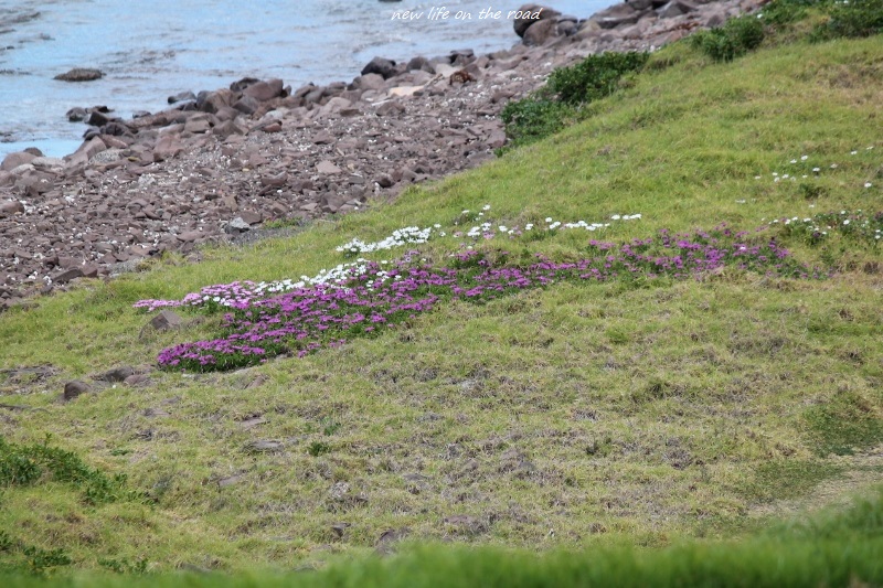 Flowers growing on the Beach