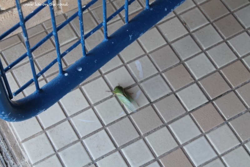 Cicadas at the Toilet Block