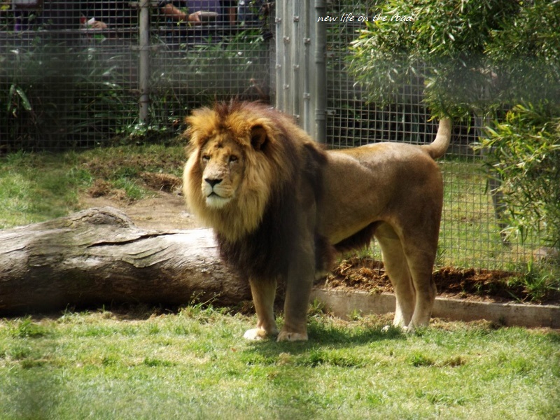 Lion at Melbourne Zoo