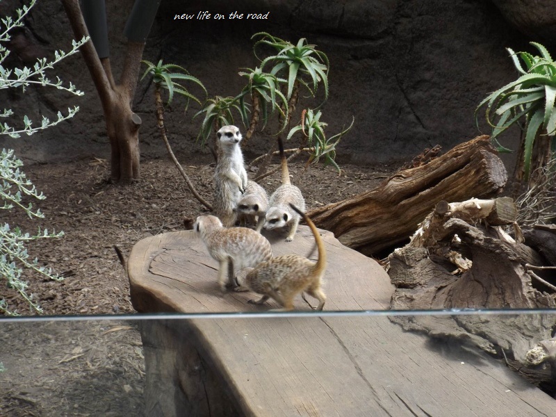 Meerkat Animals