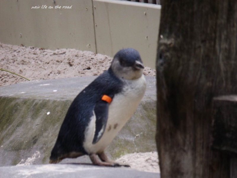 Cute Blue Penguin