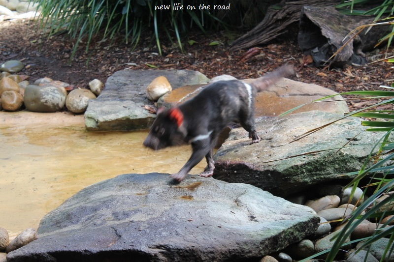 TASMANIA DEVIL PLAYING IN THE WATER