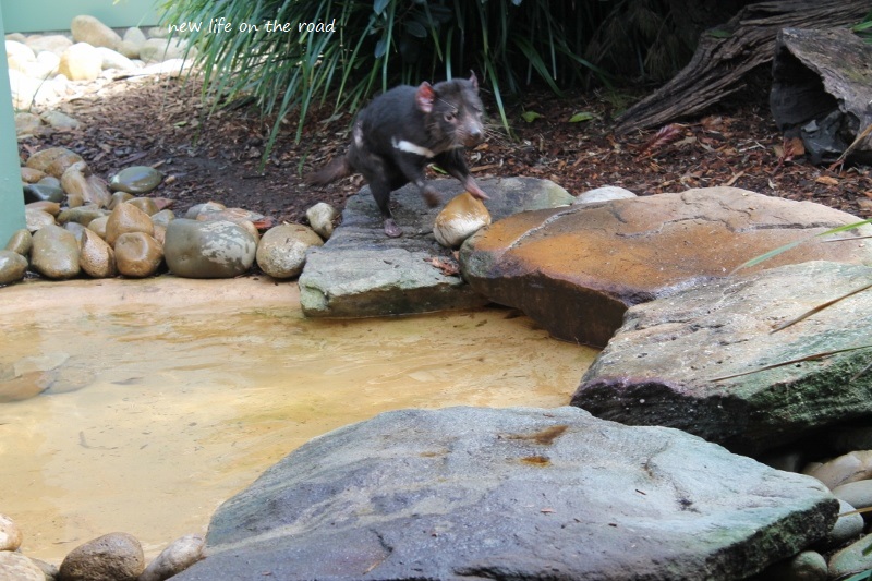 Tasmania Devil playing in the water 