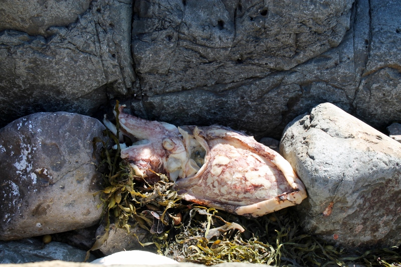 Dead Cuttlefish