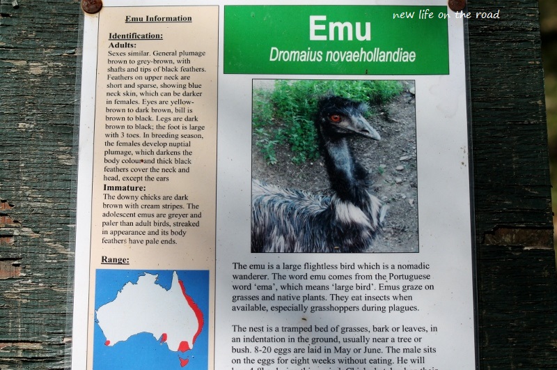 Emu Information