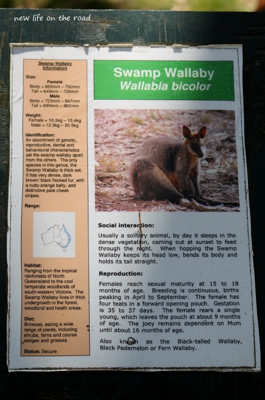 Swamp Wallaby information