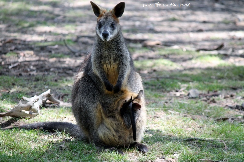 Joey in the pouch.