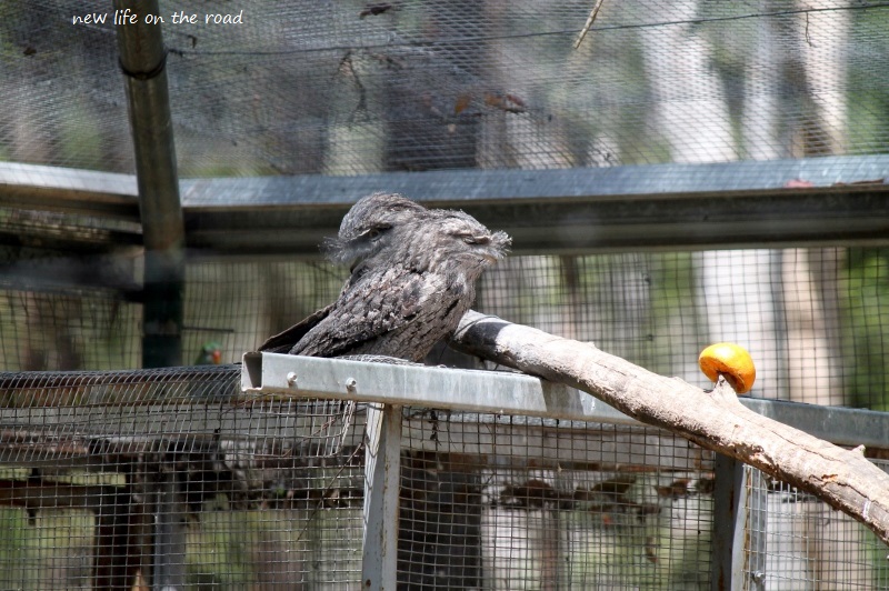 Two Tawny Frogmouth