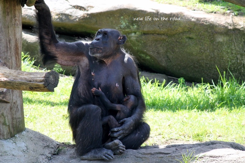 A mama and baby Chimp