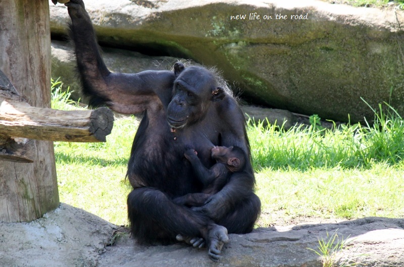 Chimpanzee Mama with her Baby