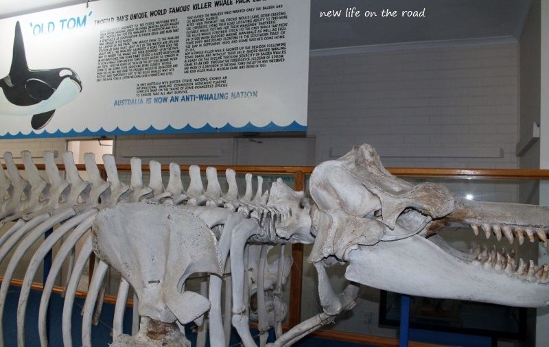 Old Tom at the Killer Whale Museum 