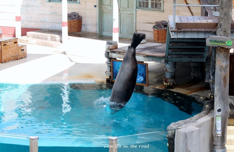 The Seal Show At Taronga Zoo