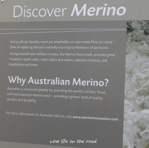 Australian Merino