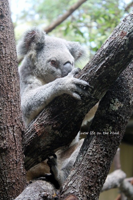 Koala Conservation Park