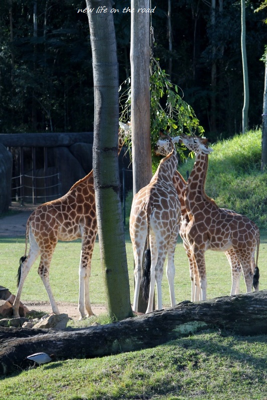 Giraffes eating the leaves