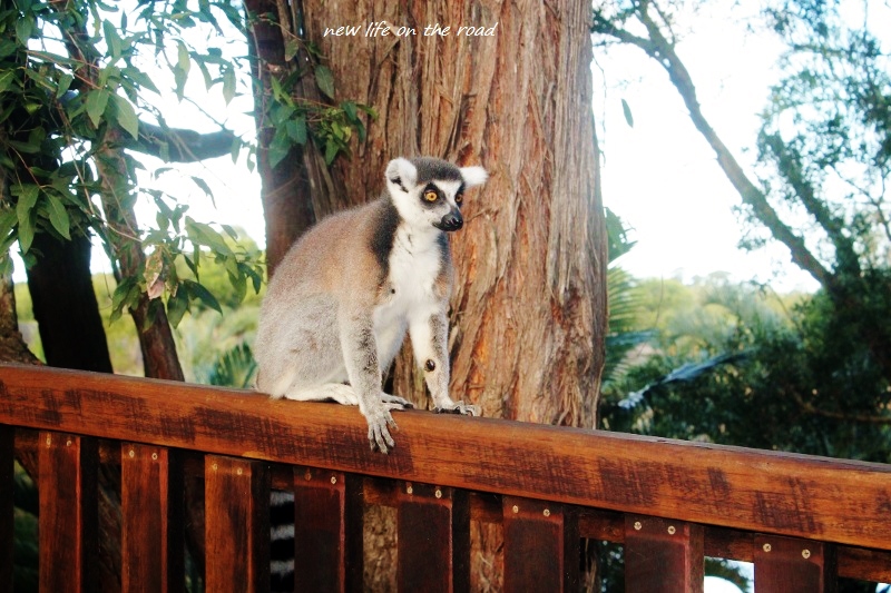 one very cute Lemur