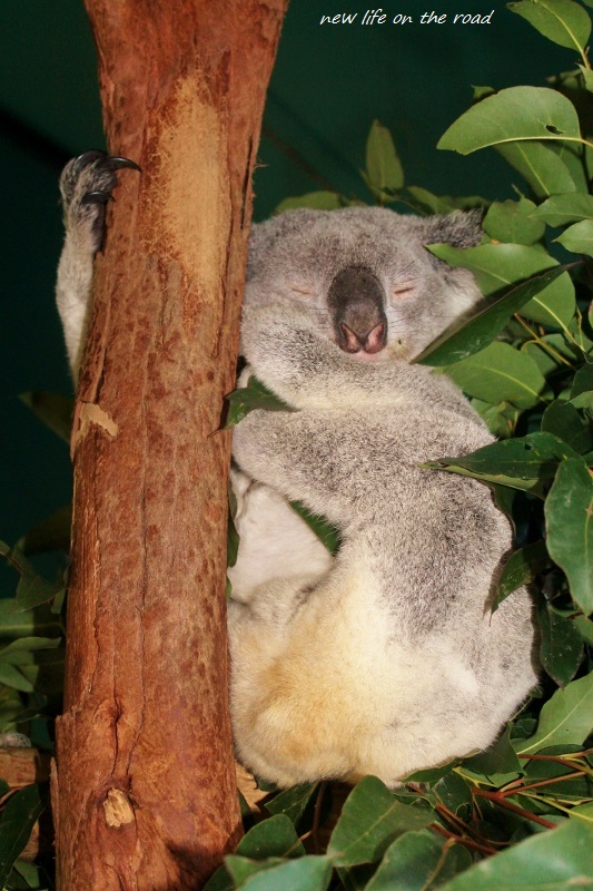 Koalas at Australia Zoo