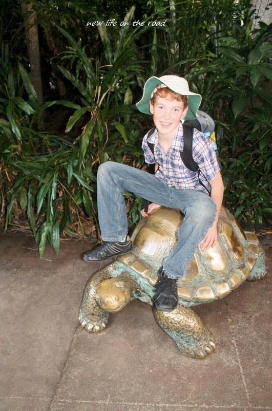 Riding a Turtle 