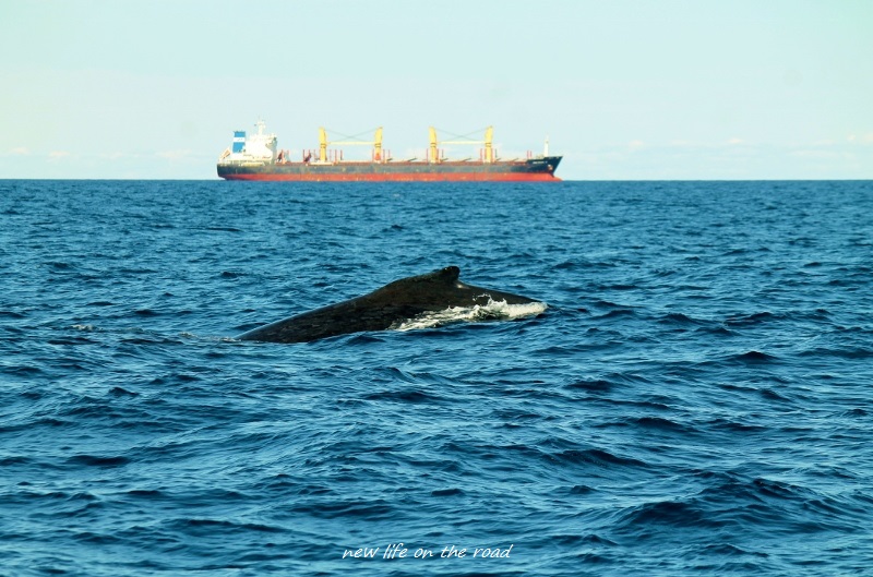 Whale Watching Sunshine Coast
