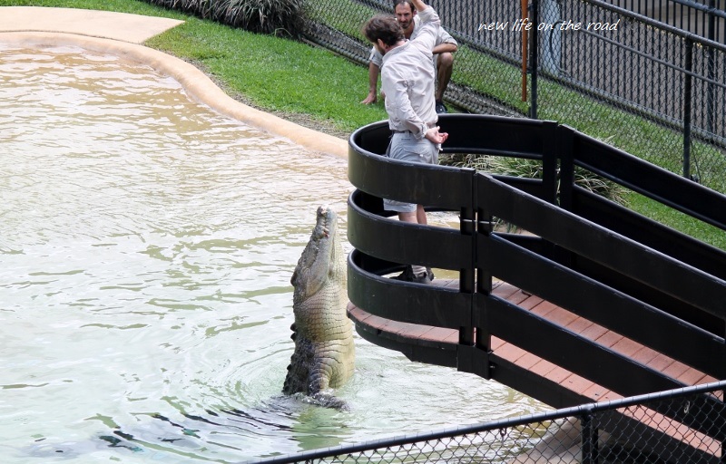 Feeding the crocs at Australia Zoo