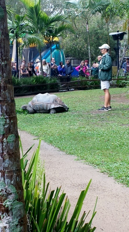 Tortoises at Australia Zoo