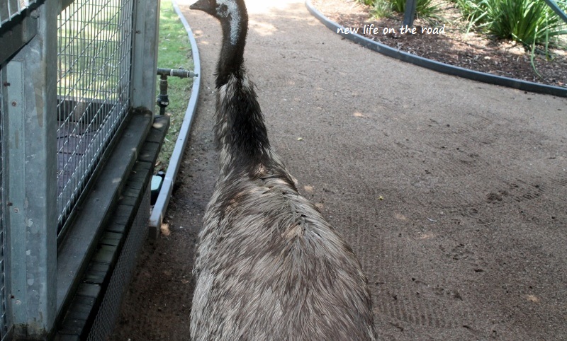 Scared of Emu's chasing me!