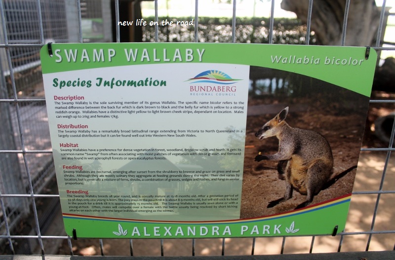 Swamp Wallaby