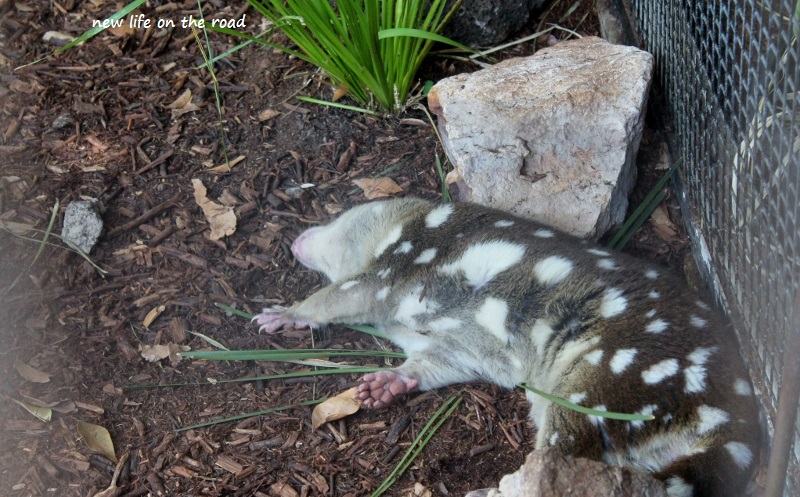 Spotted Tail Quoll was heat affected