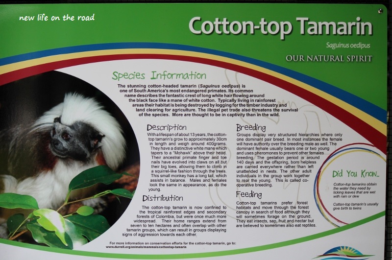 Cotton-Top Tamarin