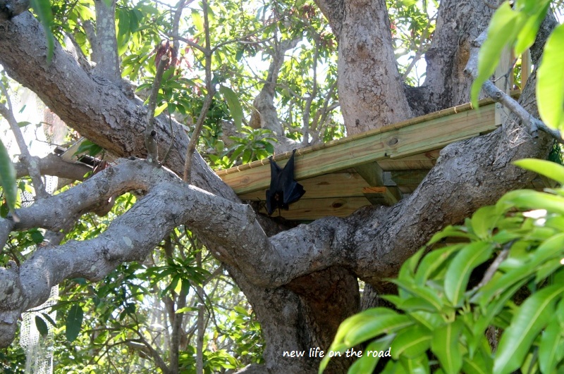 Bat hanging on the Tree House