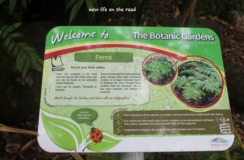 Fern at The Botanical Gardens