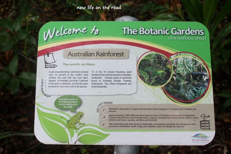 Rainforest at the Botanical Gardens