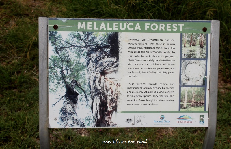Melaleuca Forest