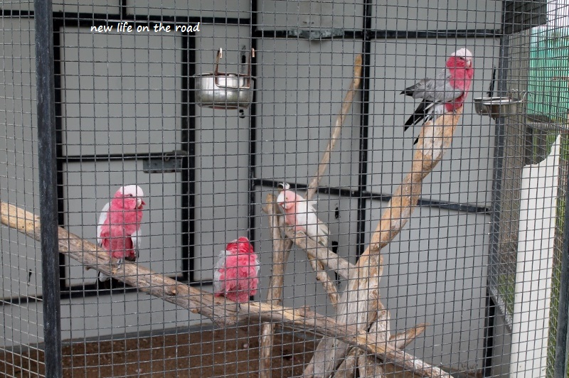 Pink Cockatoo 