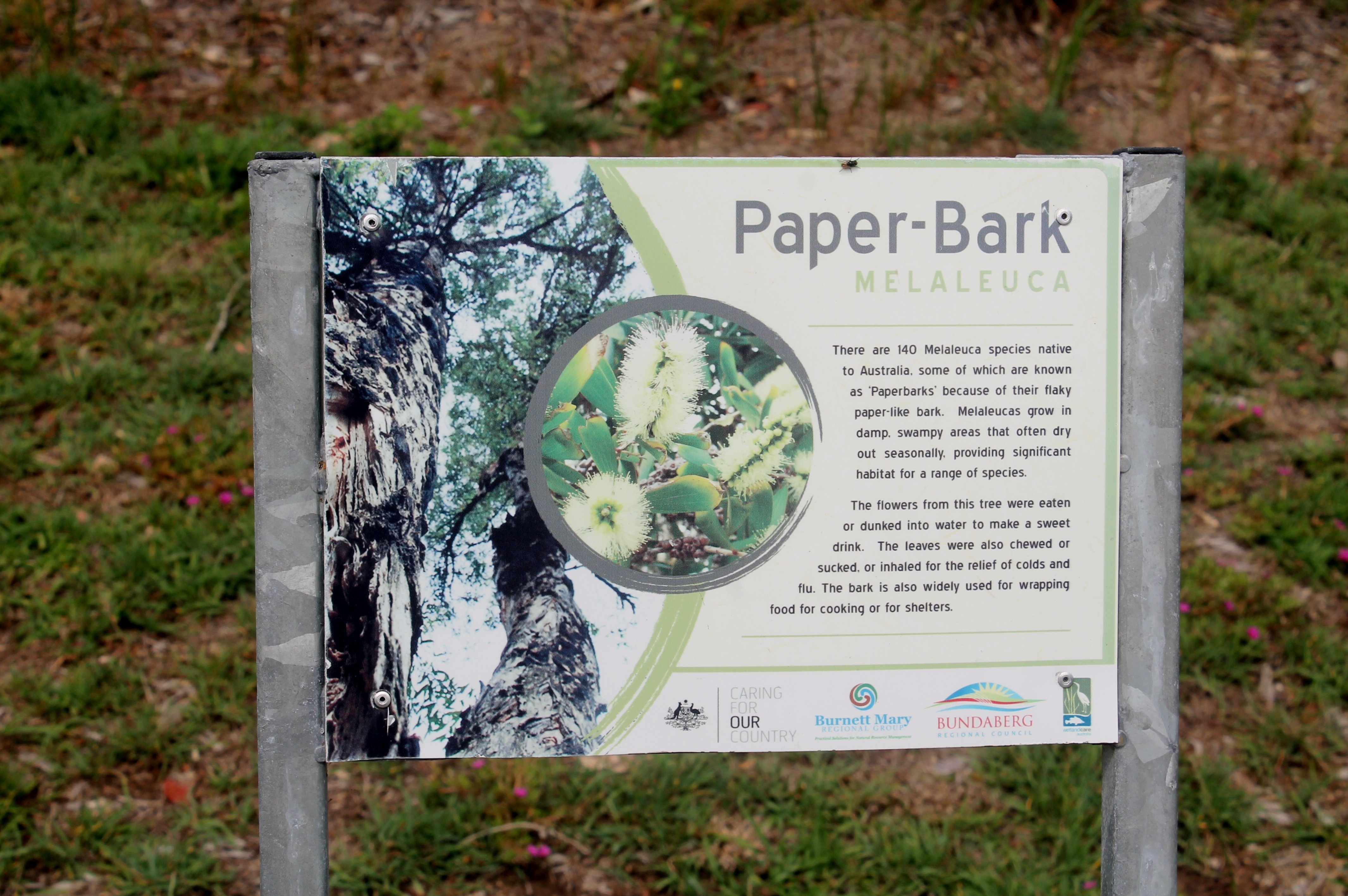 Paper Bark Trees are everywhere.