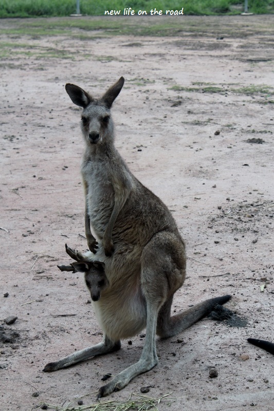 Kangaroos with the Emus 