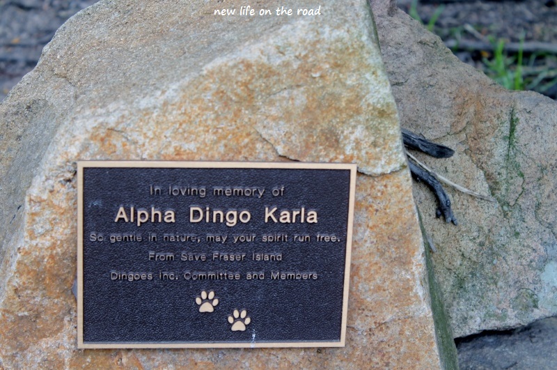 A dingo from Fraser Island
