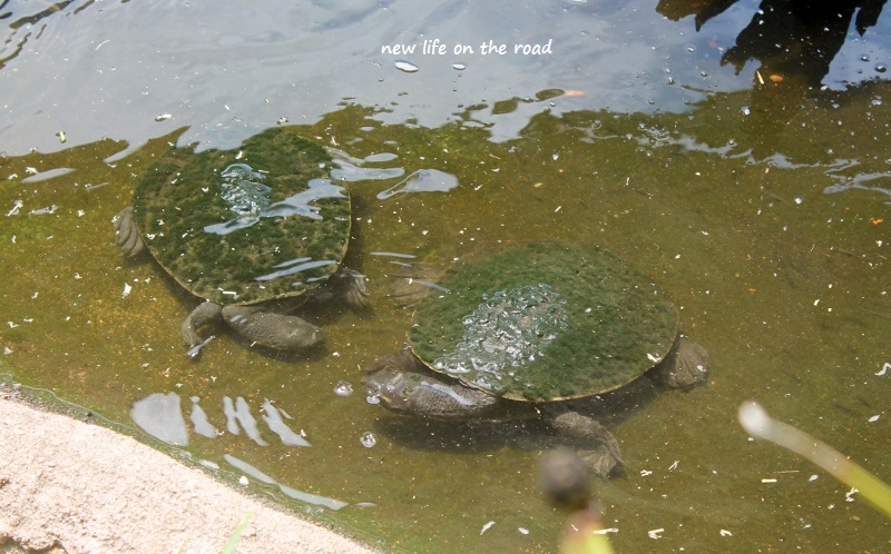 Sweet little turtles