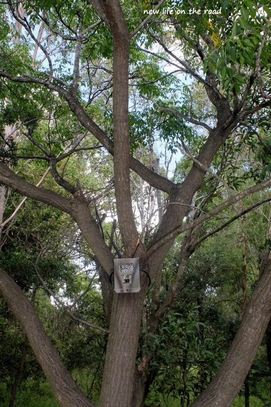 Security Cameras in the Trees