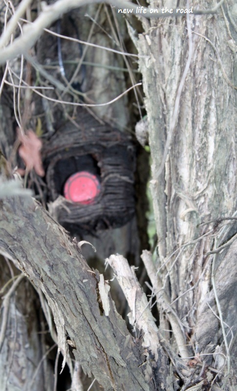 Cache hidden in a birds nest