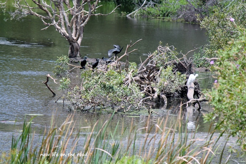 Birds at Baldwin Swamp
