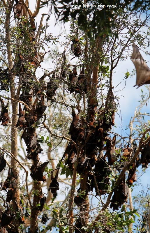 So many batty full covered trees