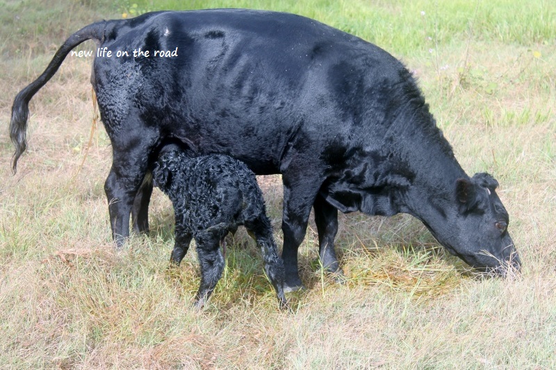 Baby Calf and Sweet Mama