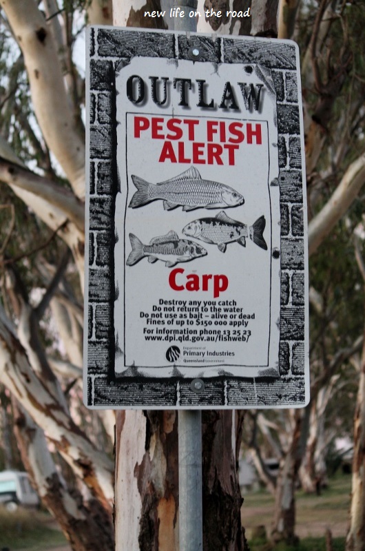 pest Fish Alert for Carp